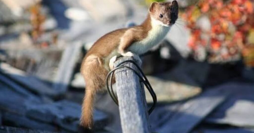 Least Weasel