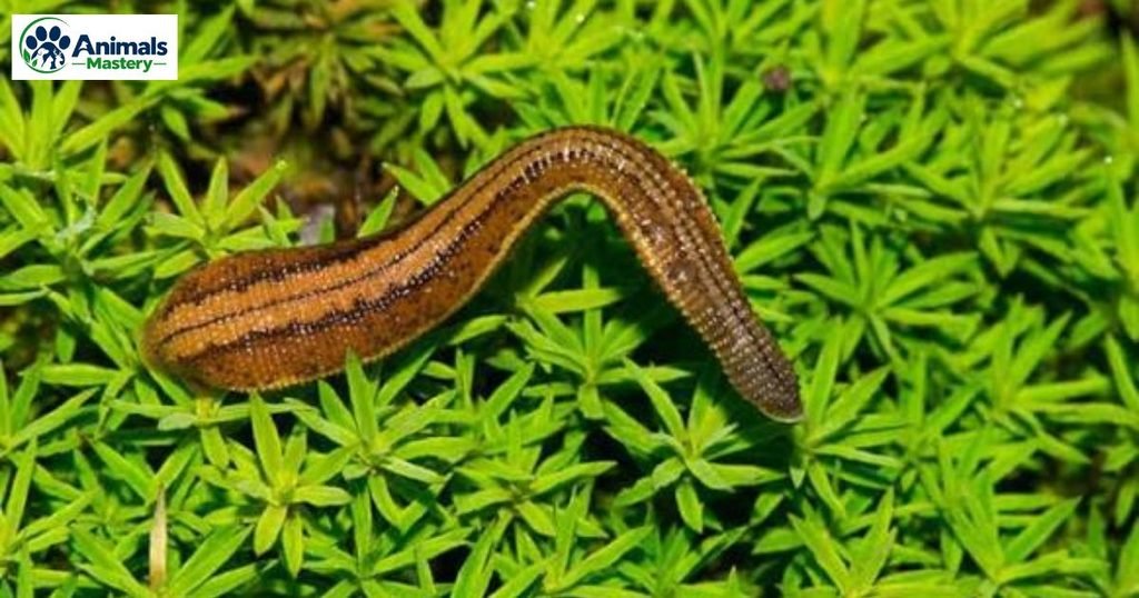 Leech