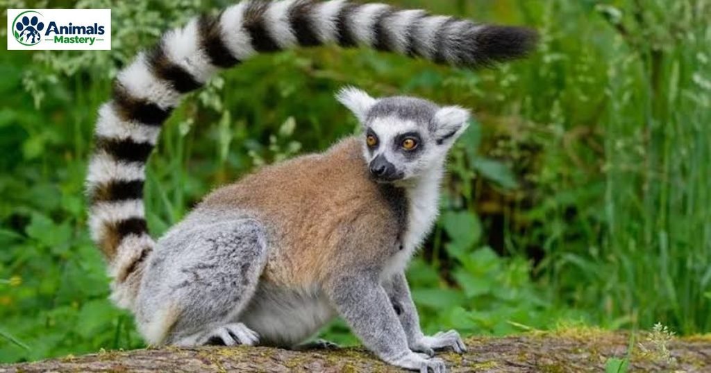 Lemur