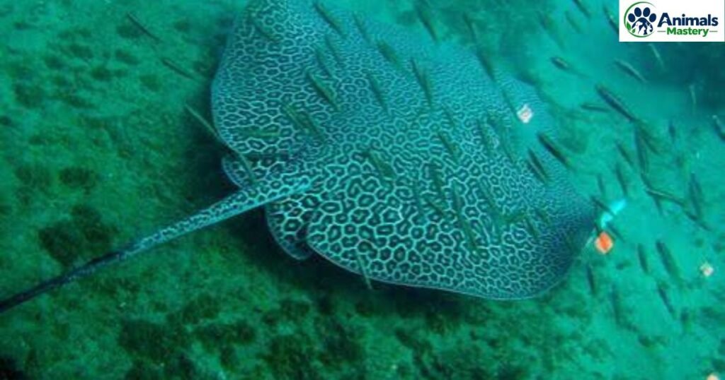 Leopard Whipray