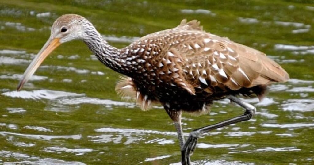 Limpkin