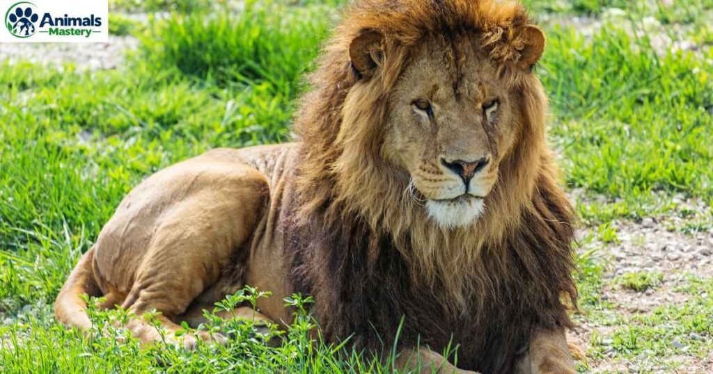 Lion
