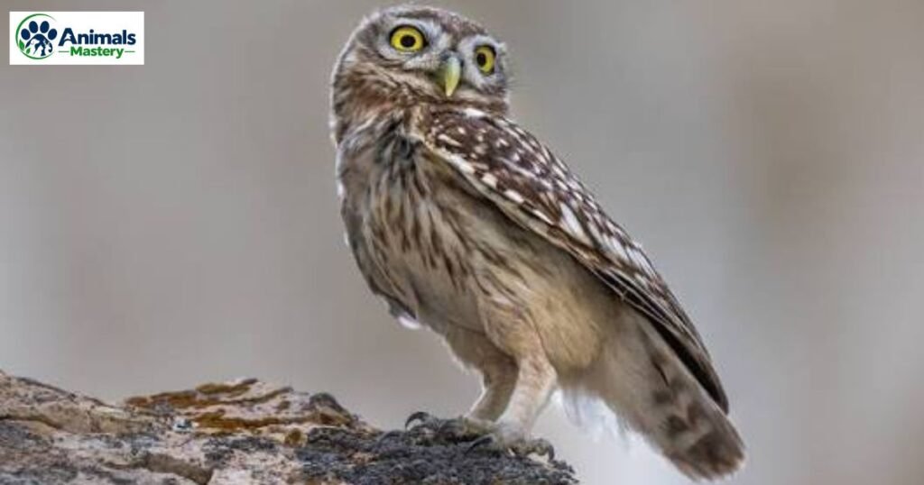 Little Owls