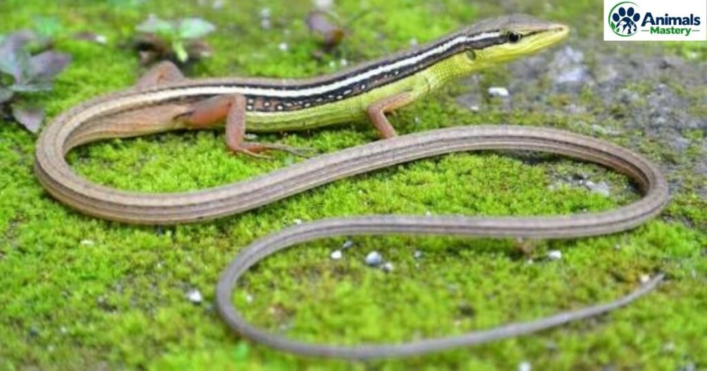Long-Tailed Grass Lizard