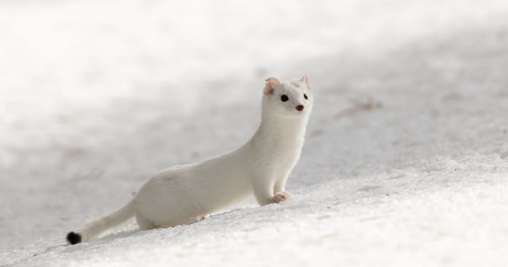 Long-tailed Weasel