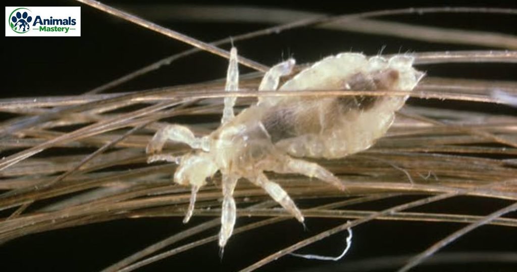 Louse