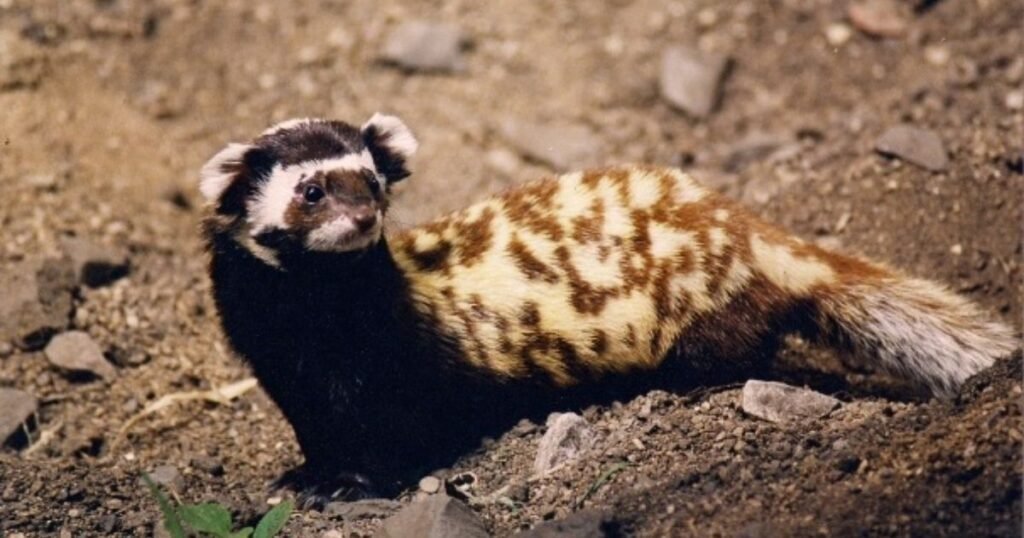 Marbled polecat