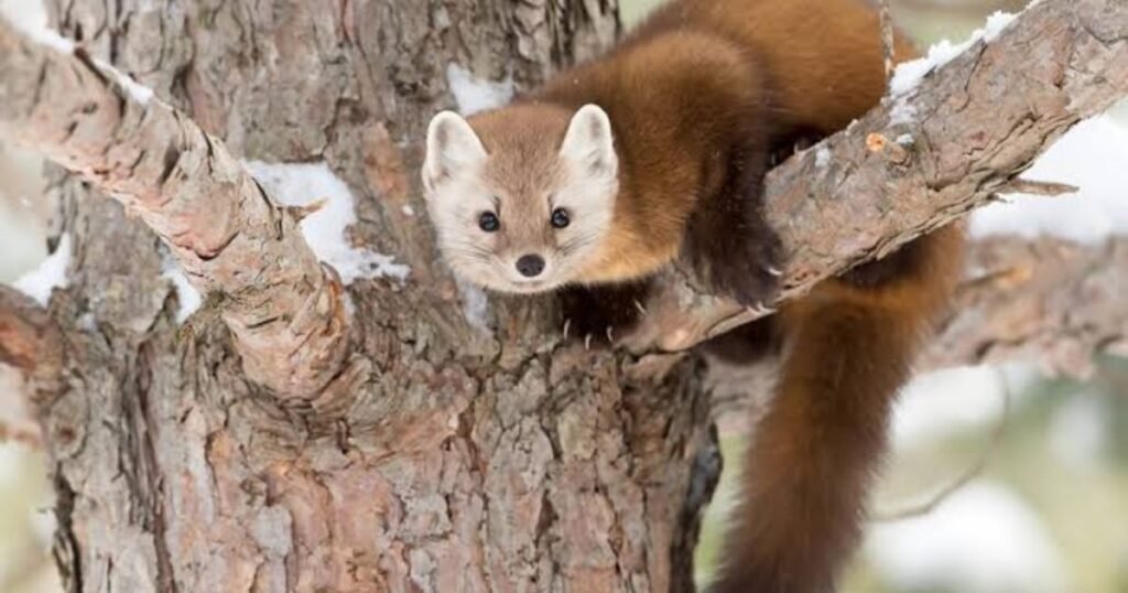 Martens
