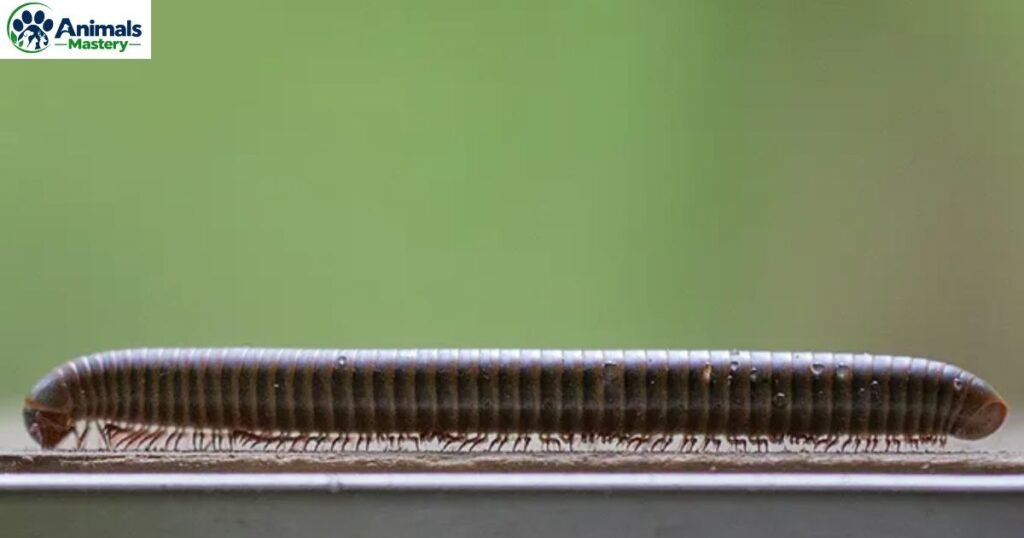 Millipede