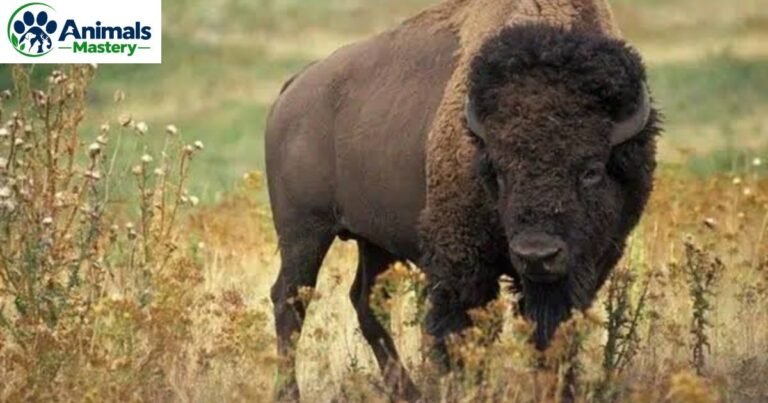 Most Ambitious Animals