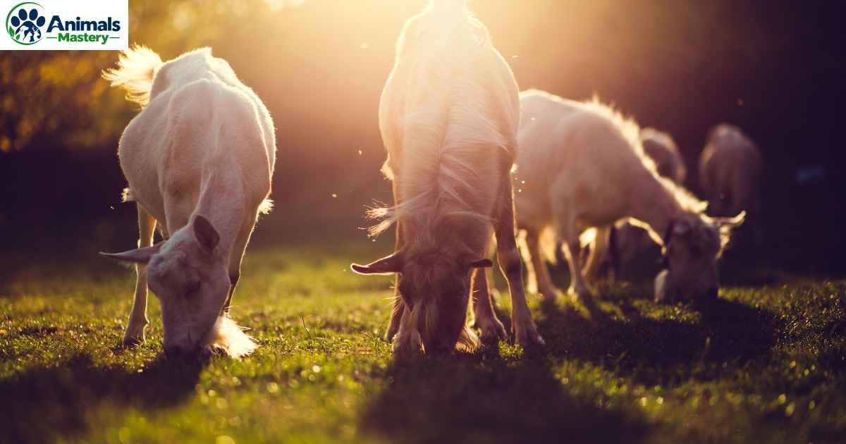 Most Muscular Animals