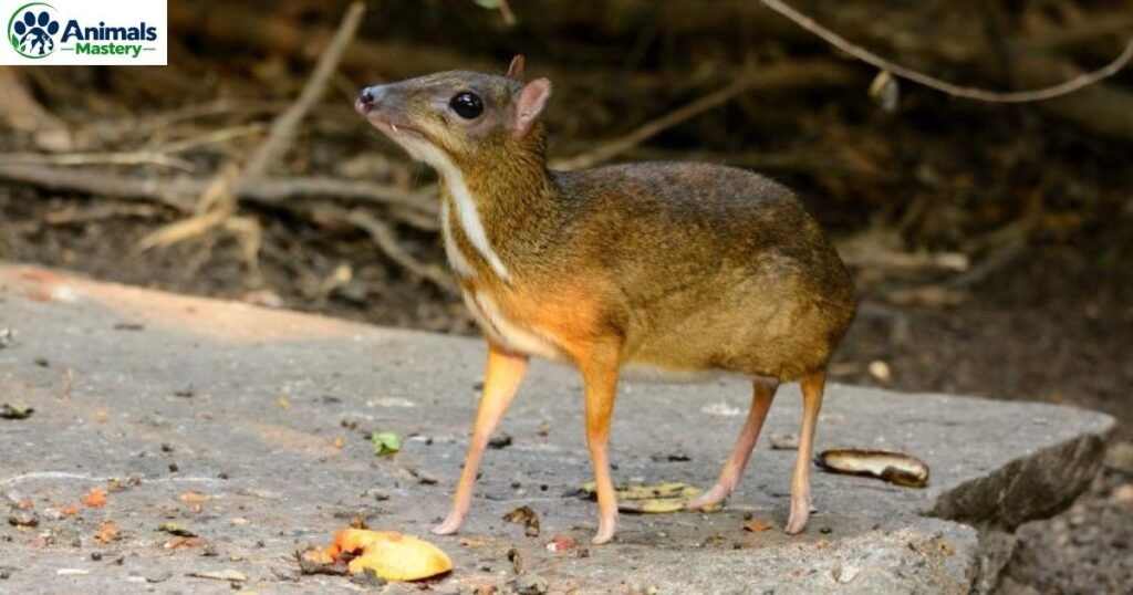 Mousedeer