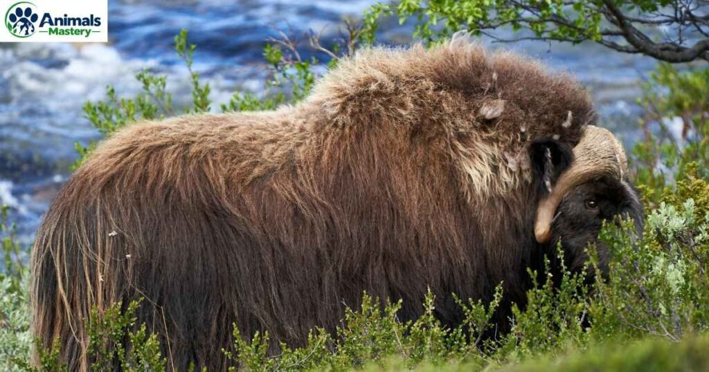 Musk Ox