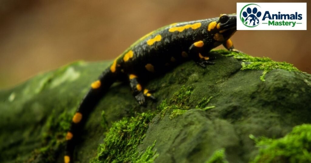 Newt