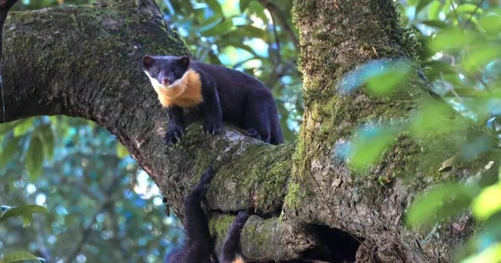 Nilgiri Marten