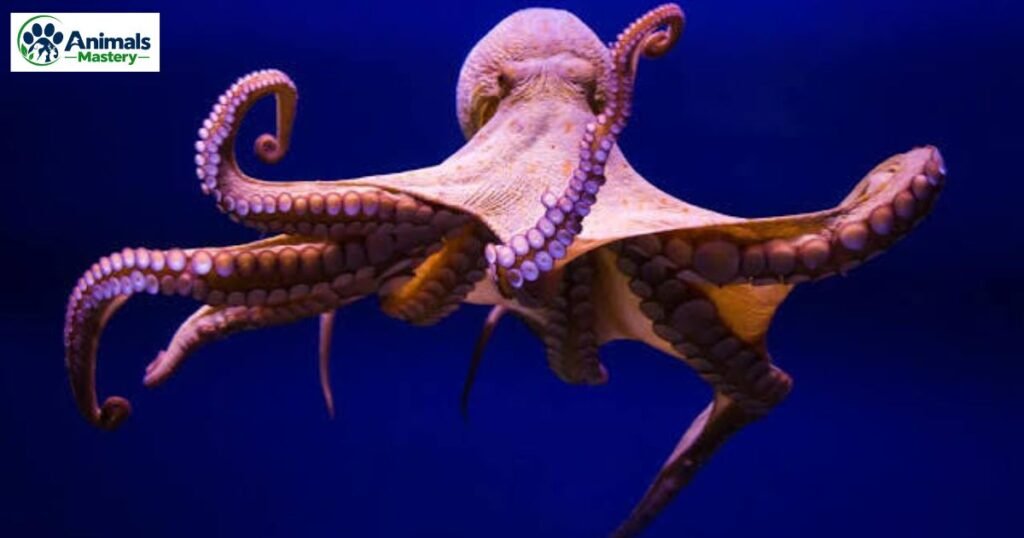 Octopus