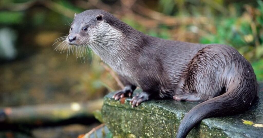 Otters