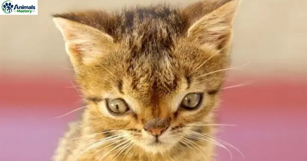 Otto the Kitten