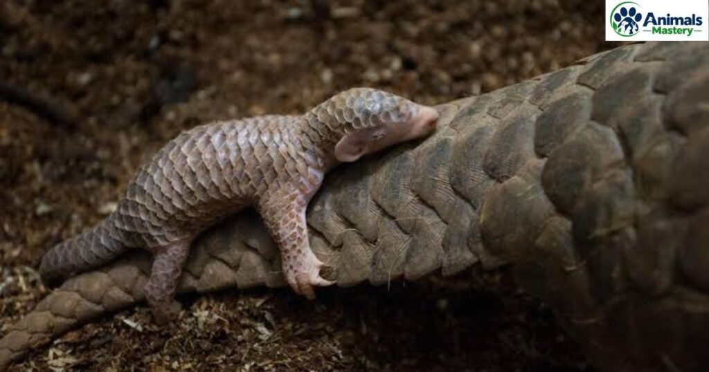 Pangolin