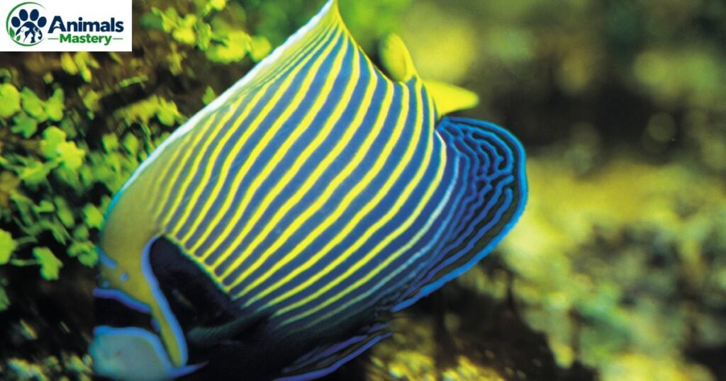 Parrotfish