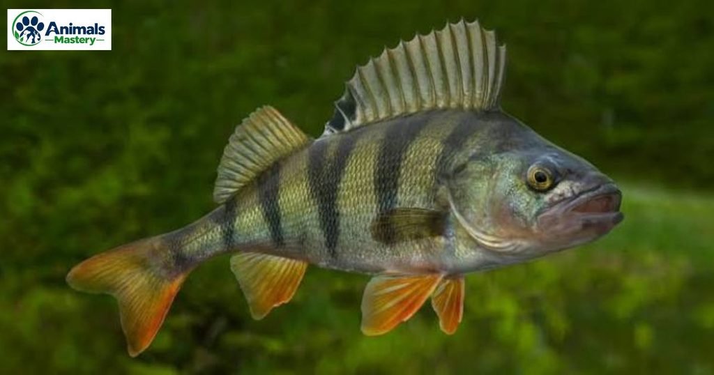 Perch