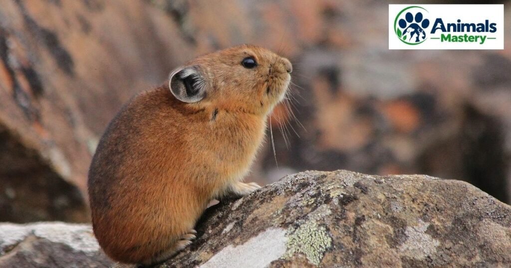 Pika