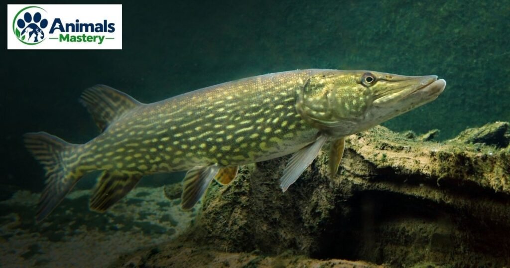 Pike
