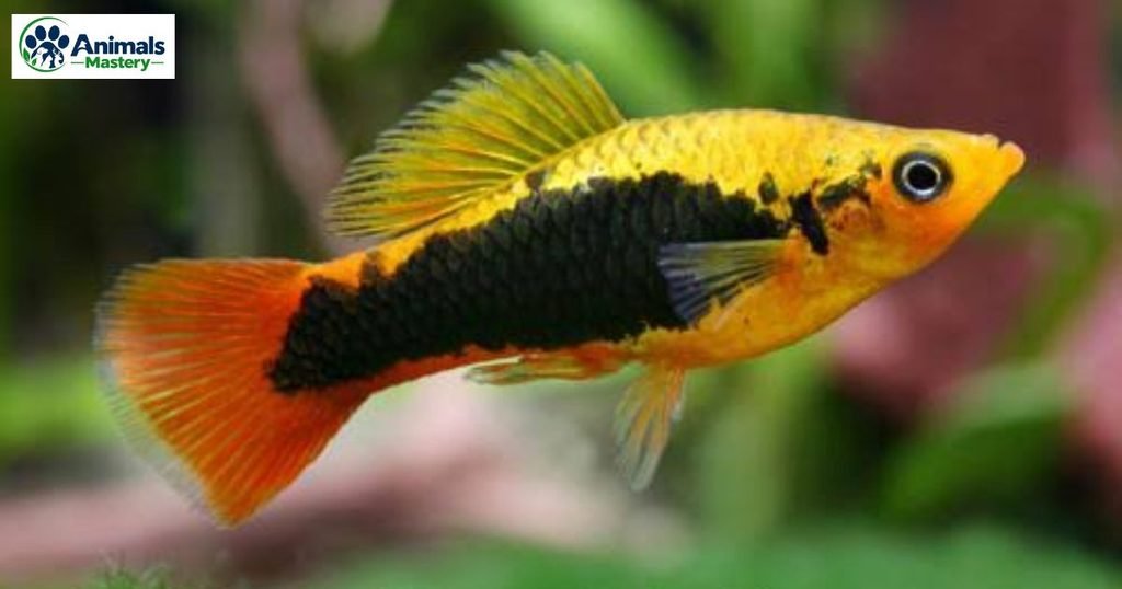 Platy
