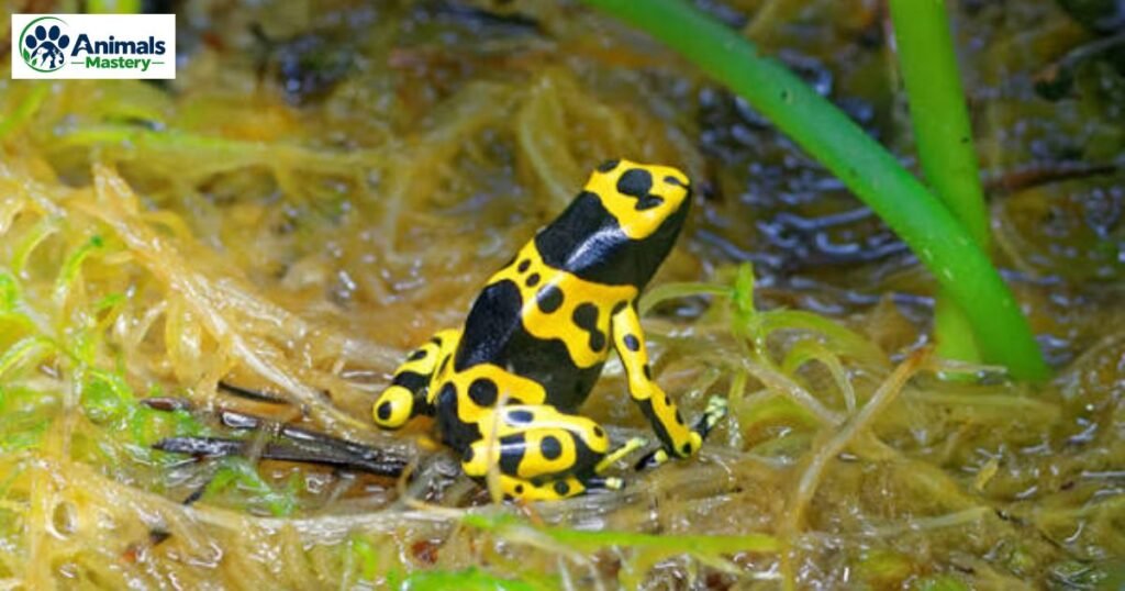 Poison Dart Frog