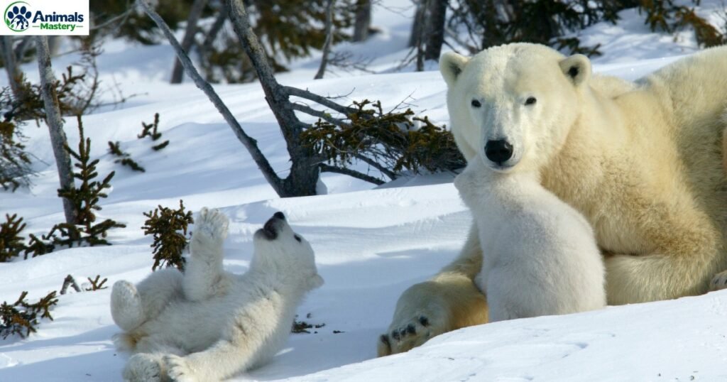 Polar Bears