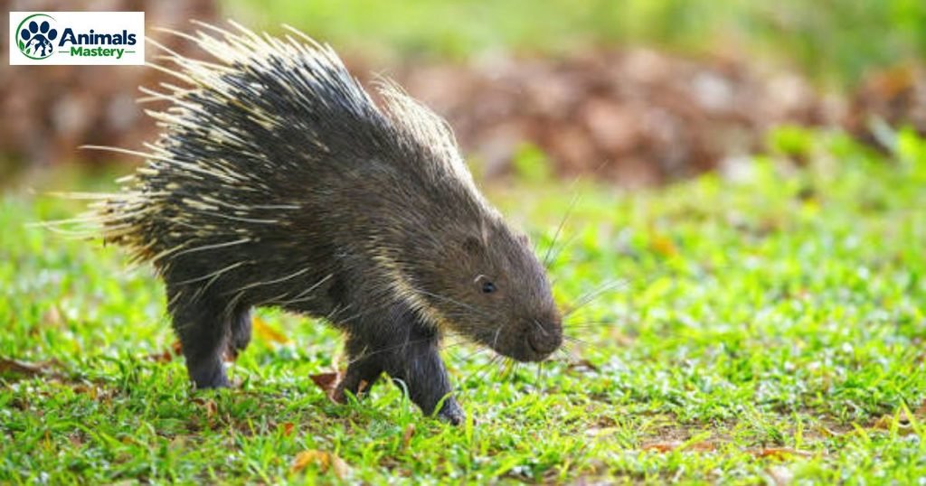 Porcupine