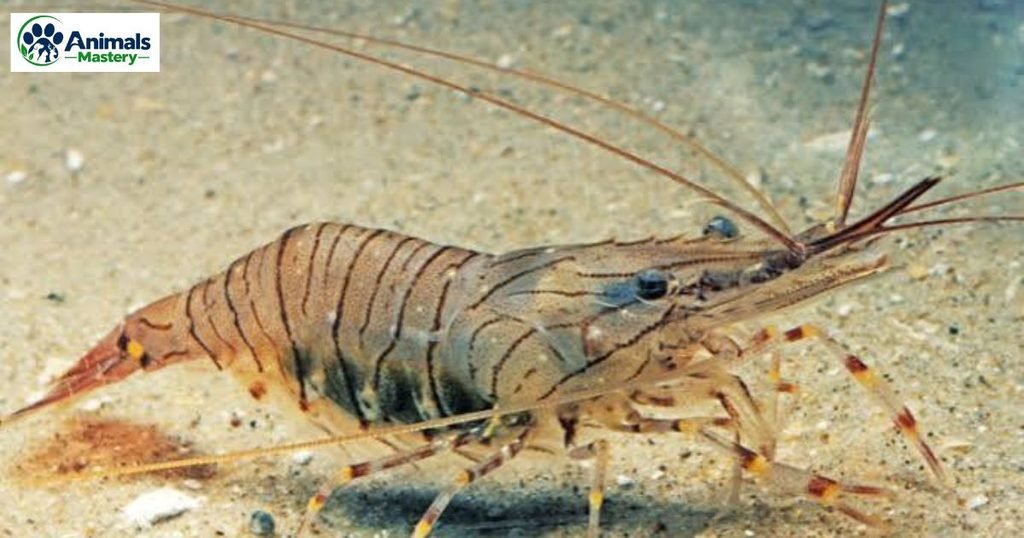 Prawn
