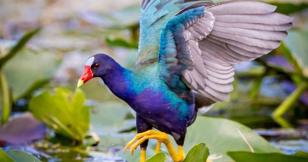 Purple Gallinule