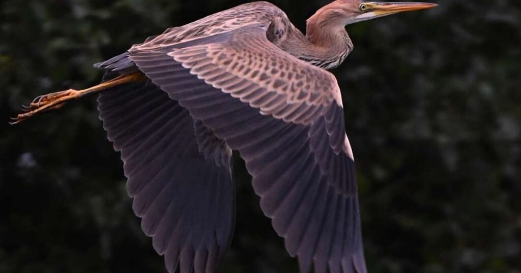 Purple Heron