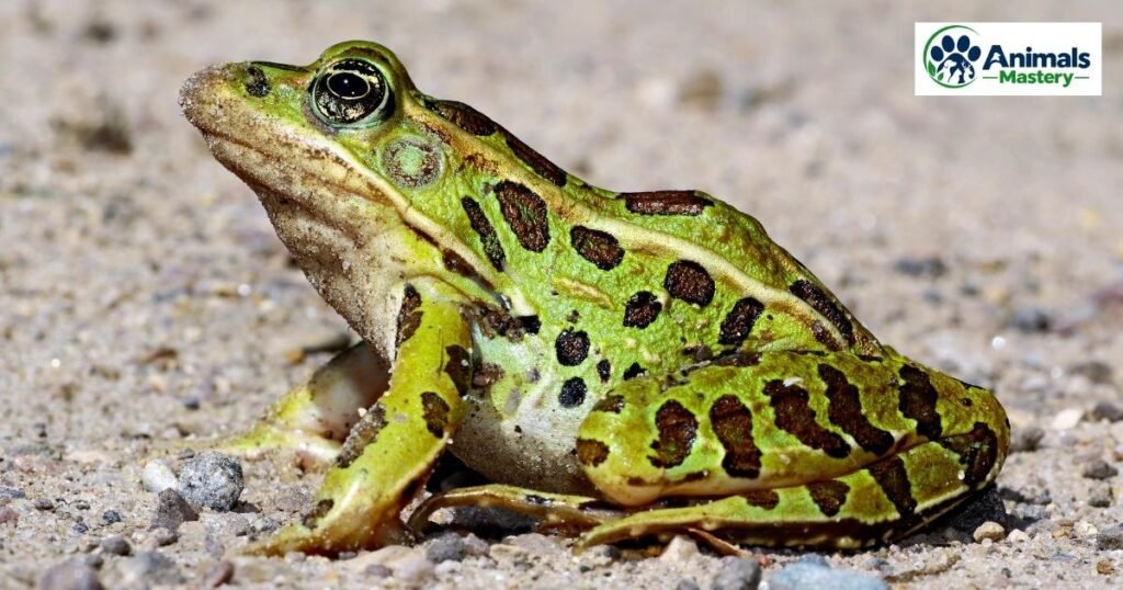 Quacking Frog