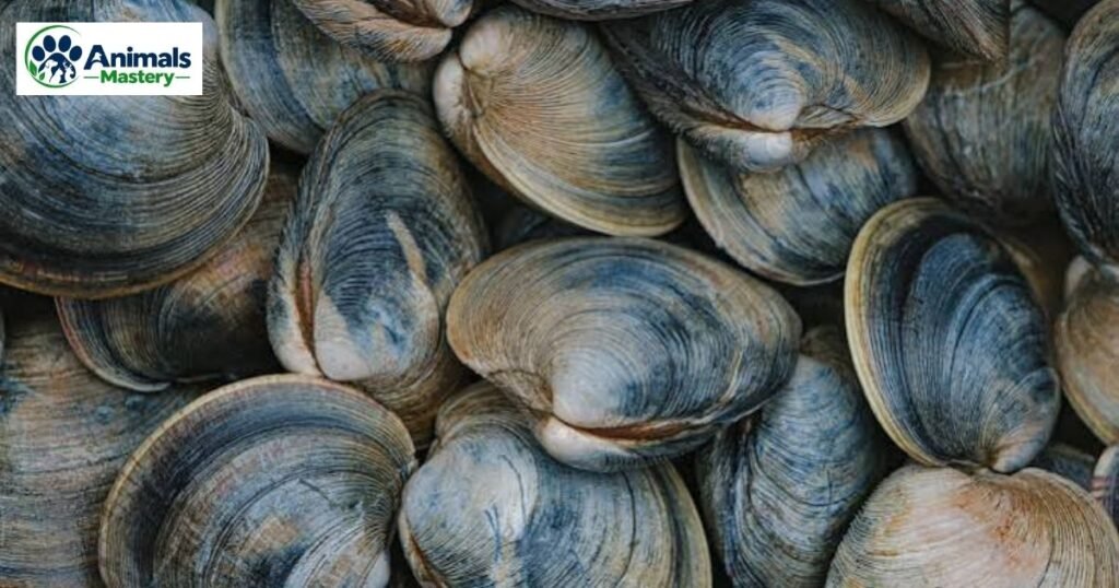 Quahog Clam