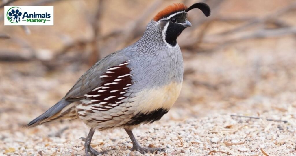 Quail