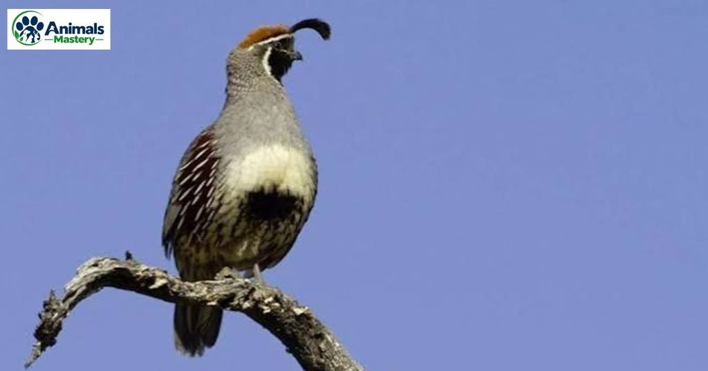 Quail
