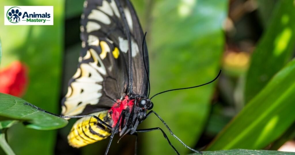 Queen Alexandra’s Birdwing Butterfly