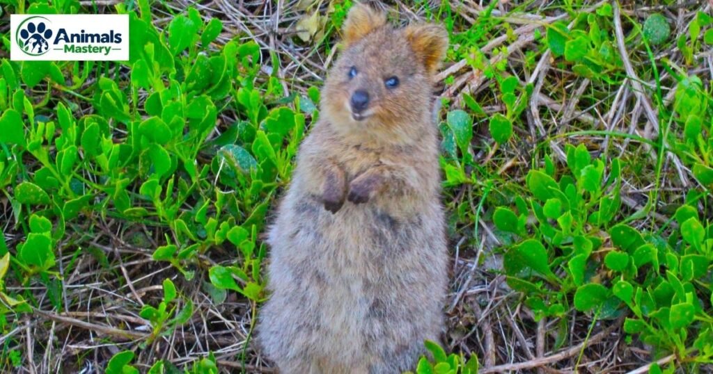 Quokka