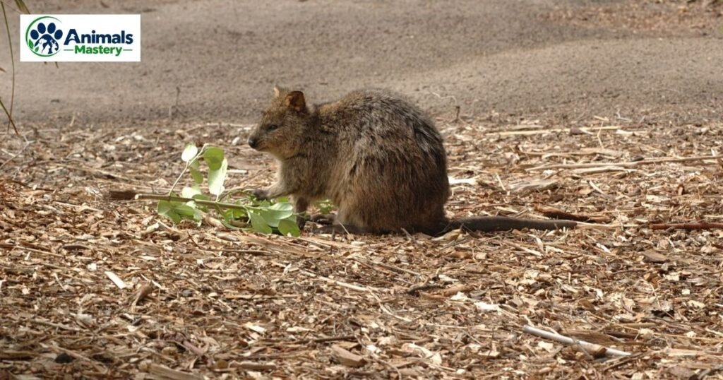 Quokka Frog