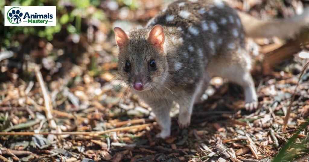 Quoll