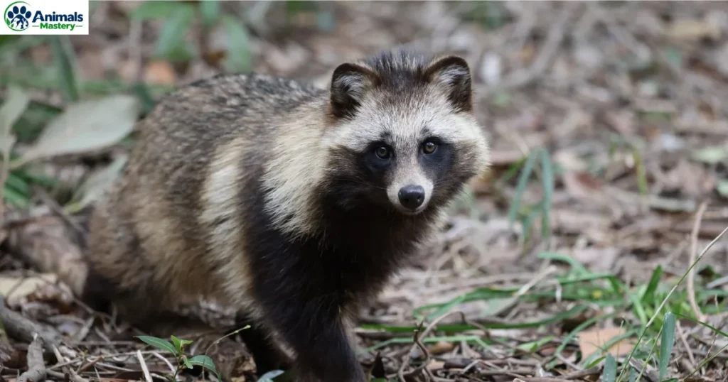 Raccoon Dogs
