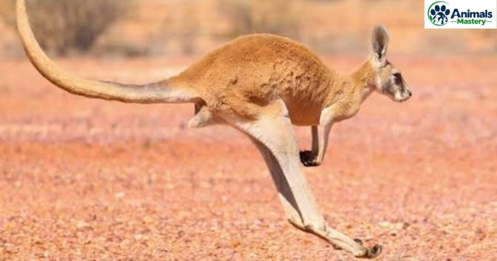 Red Kangaroo