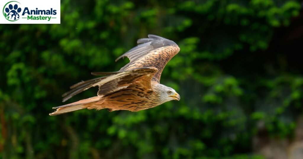 Red Kite 