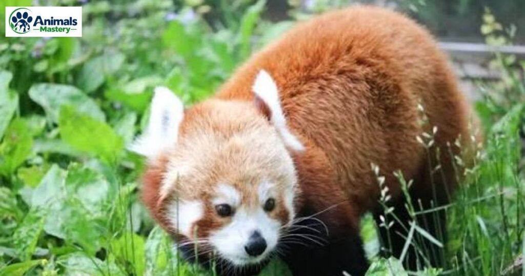 Red Panda