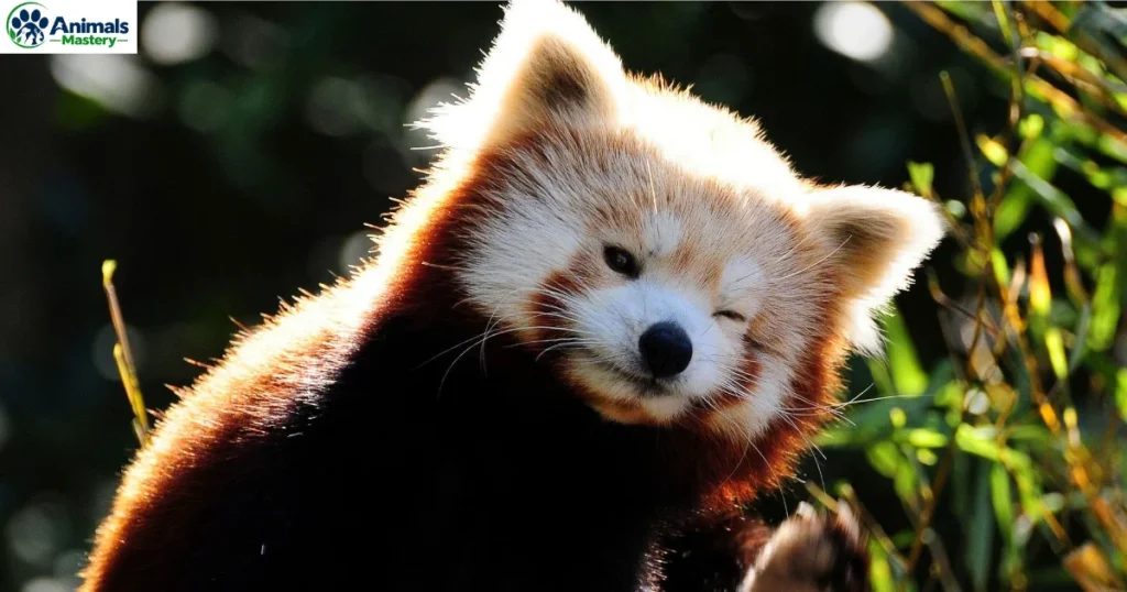 Red Pandas