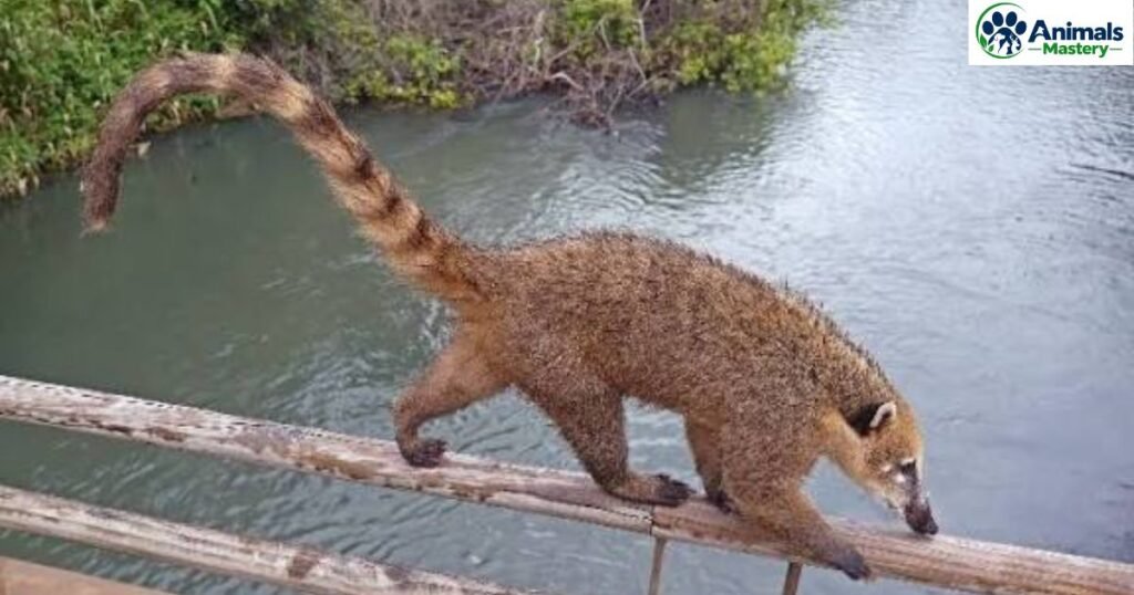 Ring-tailed Coatis