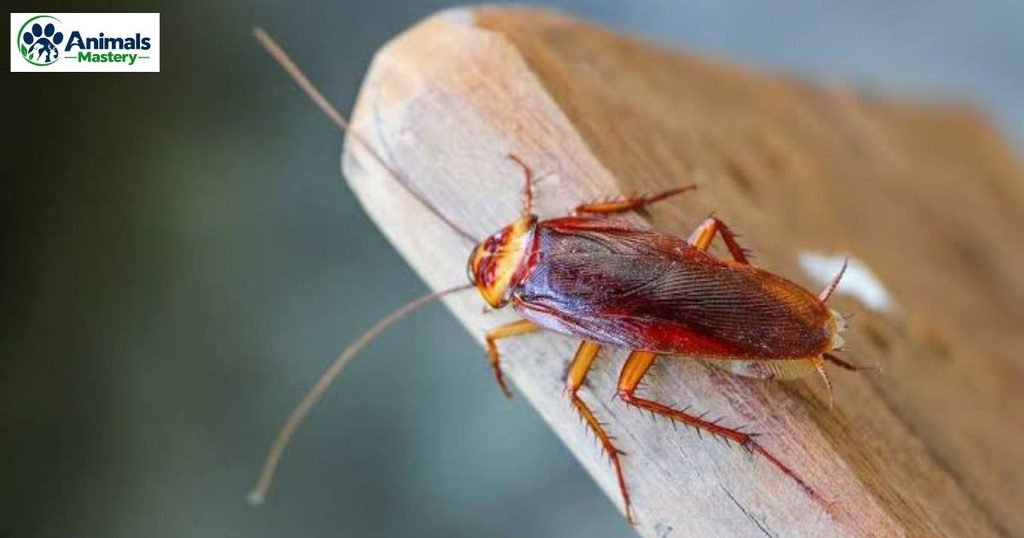 Roach