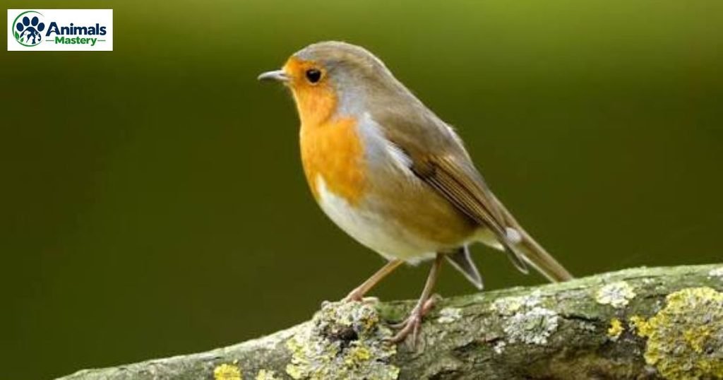 Robin